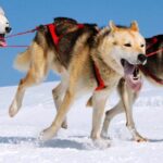 huskytur